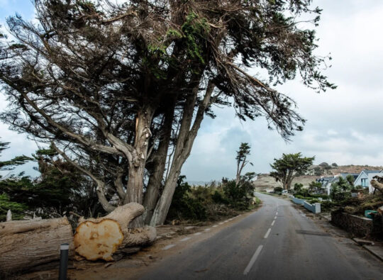 Aftermath of Storm Ciaran in Jersey showing a large uprooted tree blocking a road, highlighting severe property damage and the need for storm recovery. This powerful image emphasises the importance of storm support and a streamlined claims process for affected residents.
